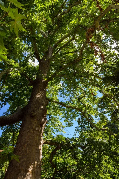 Green leaves — Stock Photo, Image