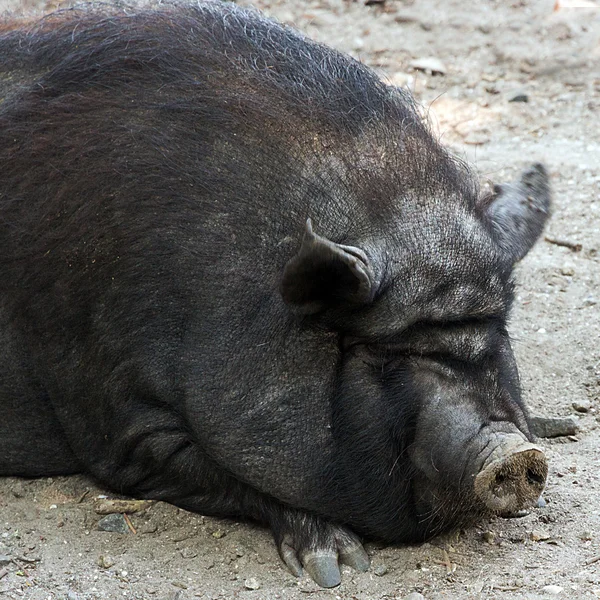 Cerdo salvaje — Foto de Stock