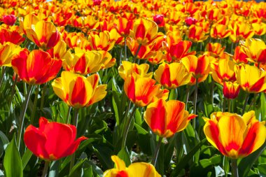 güzel bahar çiçekleri, Lale