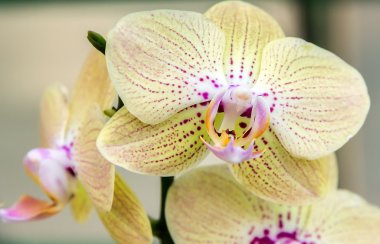 Orkide çiçek