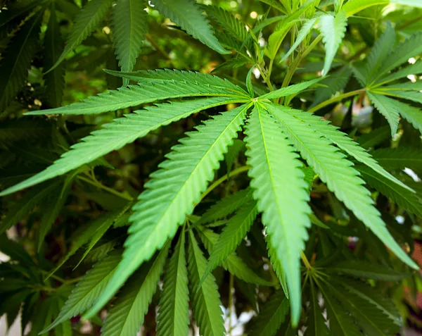 Hoja de marihuana en planta de cannabis —  Fotos de Stock