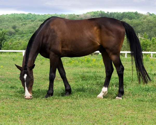 Grazende paarden in een weiland — Stockfoto