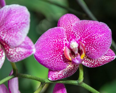 Orkide çiçek
