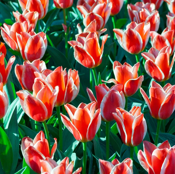 Bellissimi fiori di tulpen, tulipani — Foto Stock