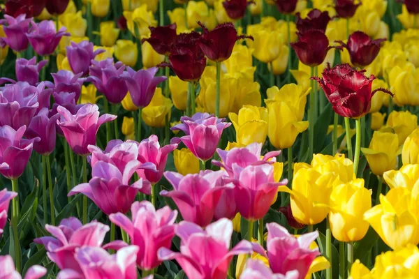 Flores de primavera, tulipanes —  Fotos de Stock