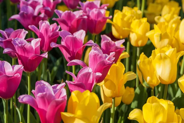 Tulipanes frescos coloridos —  Fotos de Stock