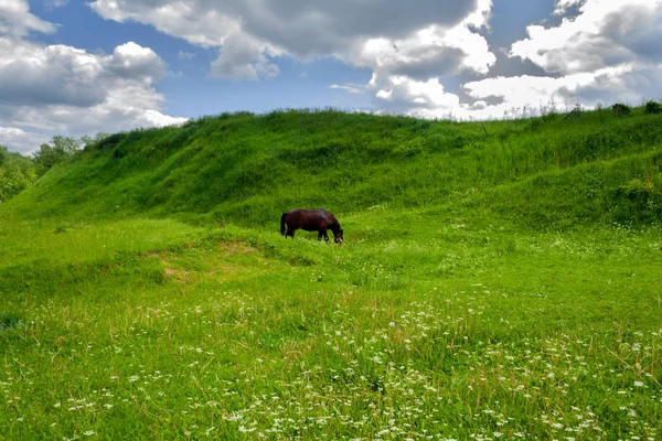 Mera atı — Stok fotoğraf