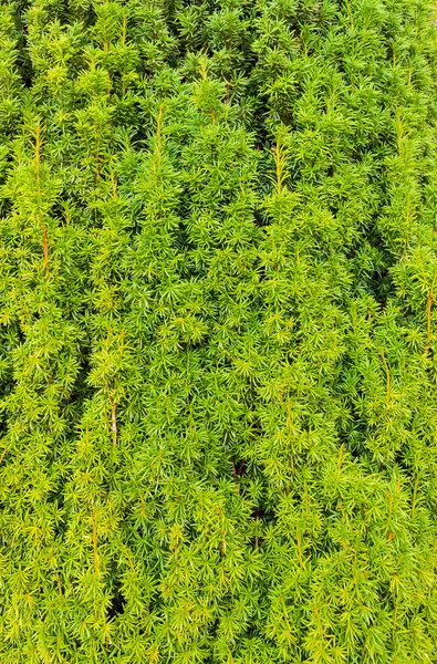 Green leaf background — Stock Photo, Image