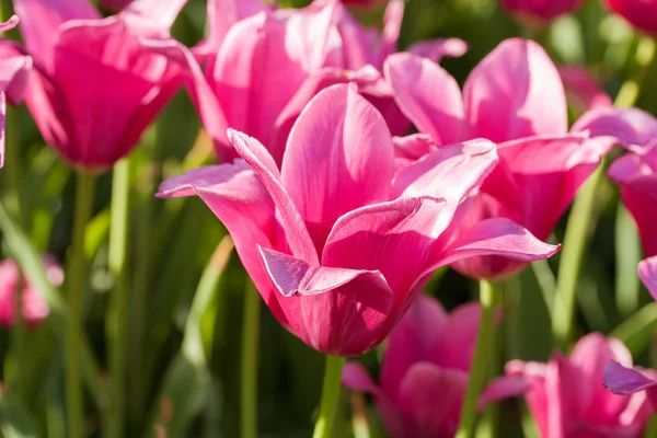 Τα όμορφα λουλούδια άνοιξη, tulpen — Φωτογραφία Αρχείου