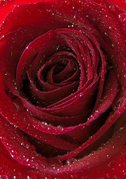 Rosas rojas naturales — Foto de Stock