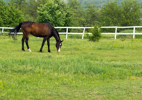 Horse on meadow — Stock Photo, Image