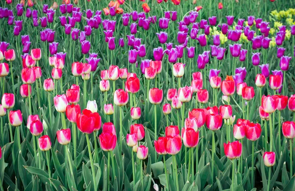Tulipanes primavera — Foto de Stock