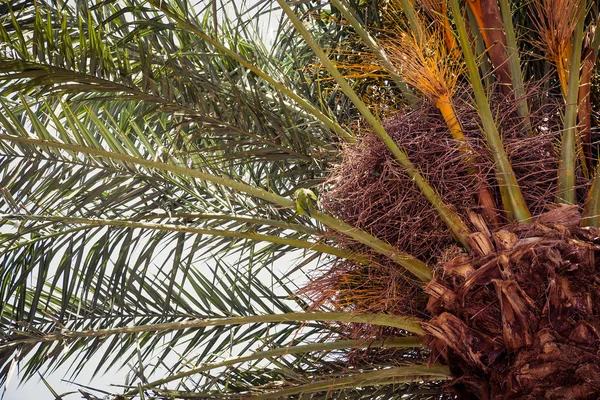 Estate delle palme — Foto Stock