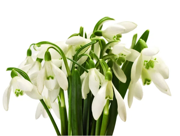 Άνοιξη λουλούδι λευκόιο — Φωτογραφία Αρχείου