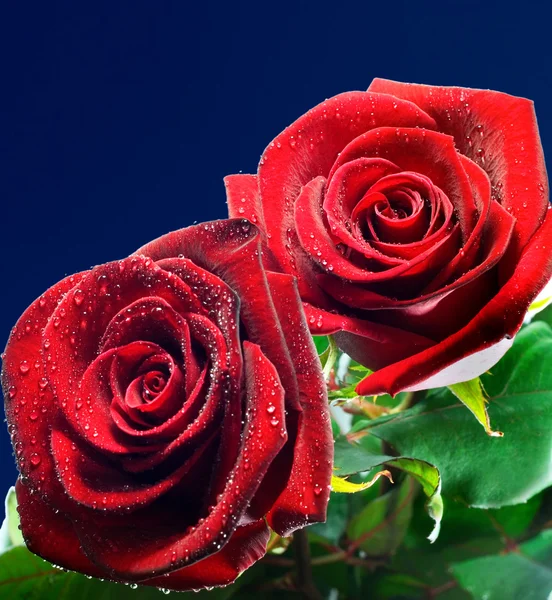 Rugiada di rose rosse Immagine Stock