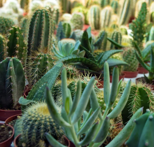 Cactus tropicale — Foto Stock