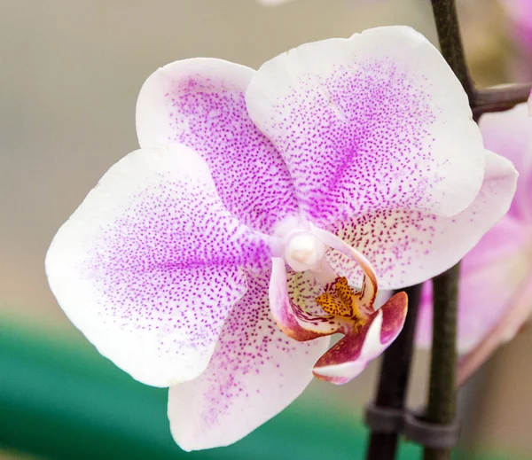 Phalaenopsis Cymbidium Orchideen in Blüte. Orchidee Schöne Blume. Luxuriöse Zweig Orchidee Blume Phalaenopsis Hintergrund. — Stockfoto