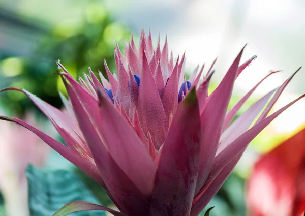 サボテンの花自然 — ストック写真