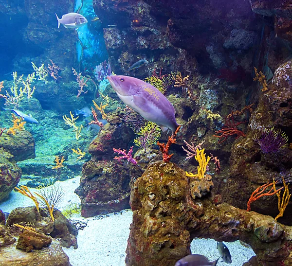 Coral and fish — Stock Photo, Image