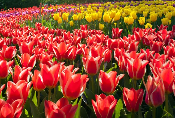 Tulpen kweken in tuin — Stockfoto