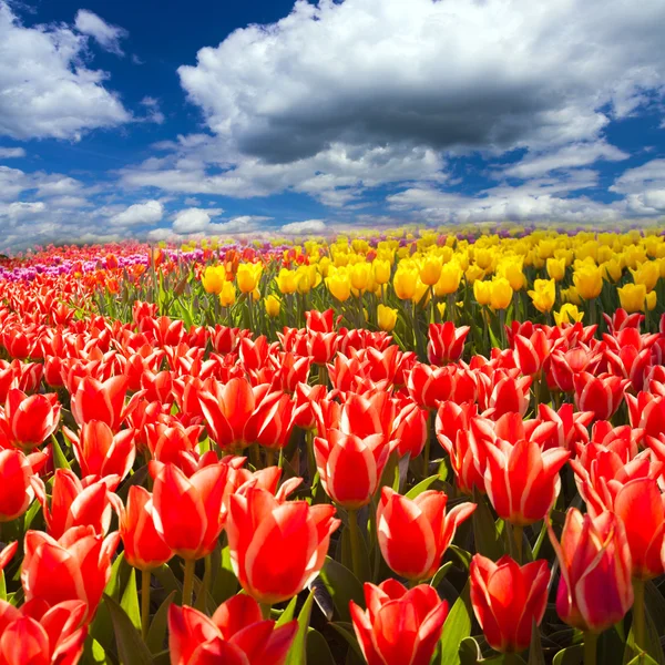 Spring field tulips — Stock Photo, Image