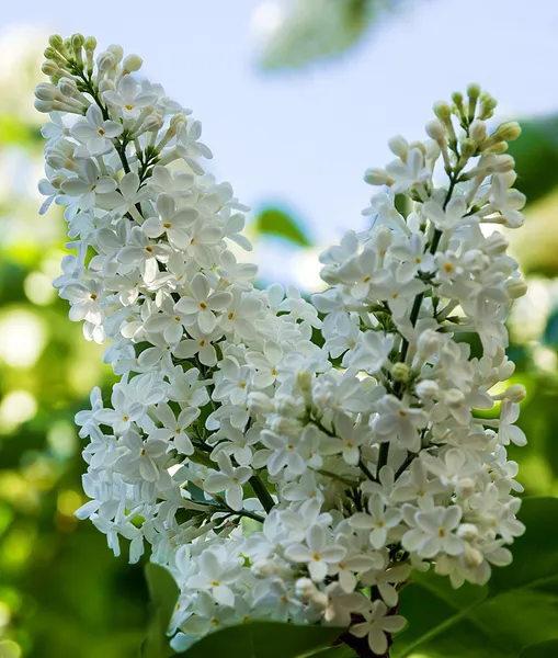 Bahar çiçekleri beyaz — Stok fotoğraf