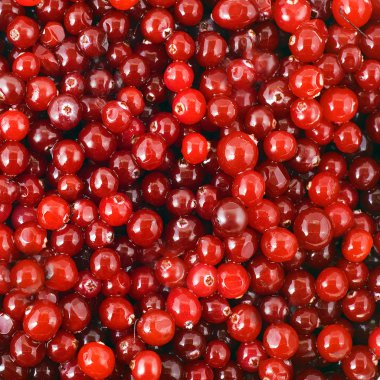 arka plan berry