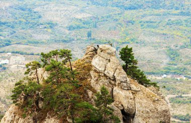 ağaç büyümek dağda