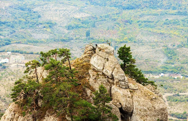 Árvore crescer na montanha — Fotografia de Stock