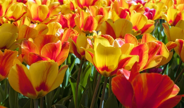 Tulpen kweken in tuin — Stockfoto