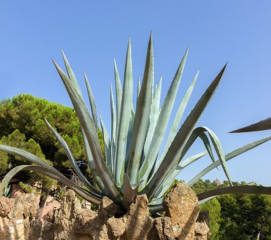 Bahçe kaktüs