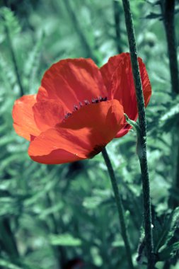 yeşil arka planda haşhaş