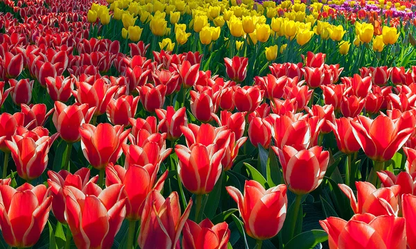 Flores de primavera — Fotografia de Stock