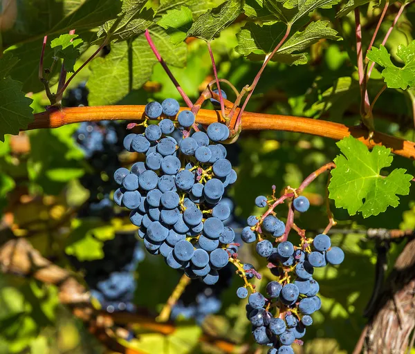 Ripe grapes bunch — Stock Photo, Image