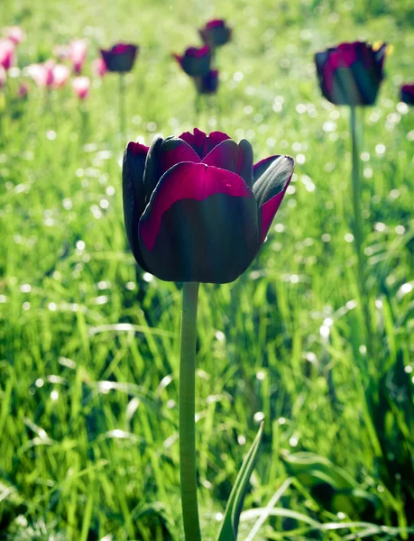 Tulpen flores de primavera, tulipanes — Foto de Stock