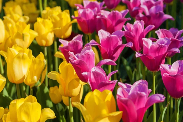 Verse kleurrijke tulpen — Stockfoto