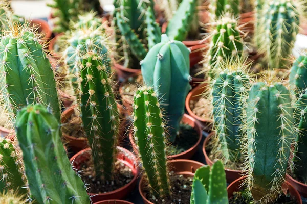 Cactus in vaso — Foto Stock