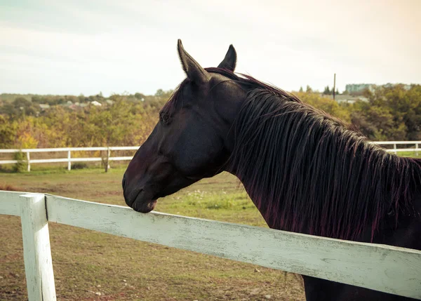 Porträtt av en häst. — Stockfoto