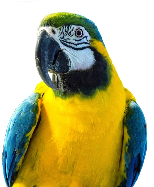 Fehér háttér papagáj — Stock Fotó