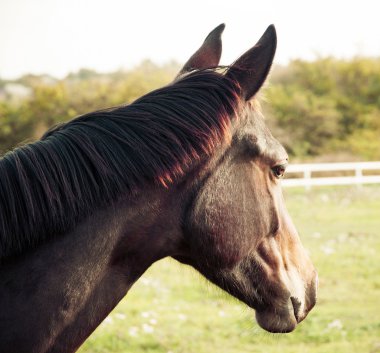Bir atın portresi..