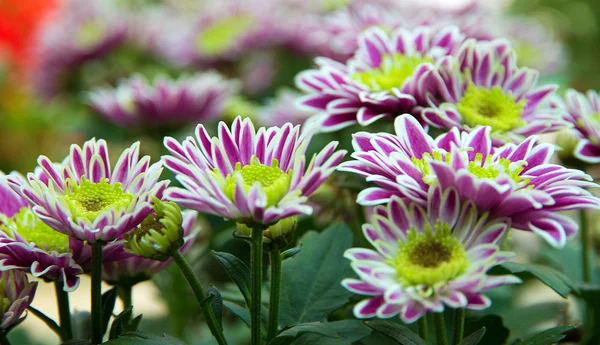Flor em vaso floral — Fotografia de Stock