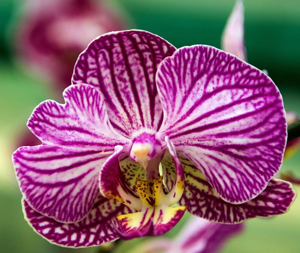 Flor de orquídea — Fotografia de Stock