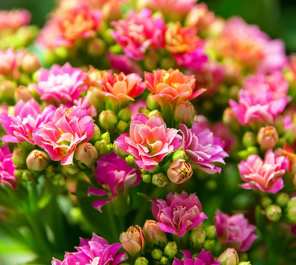 Bunga dalam pot floral — Stok Foto