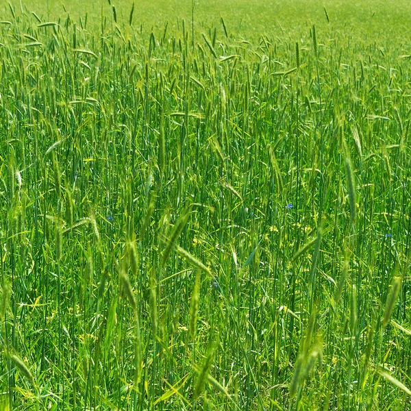 Groene tarwe — Stockfoto