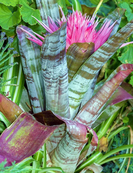 サボテンの花自然 — ストック写真