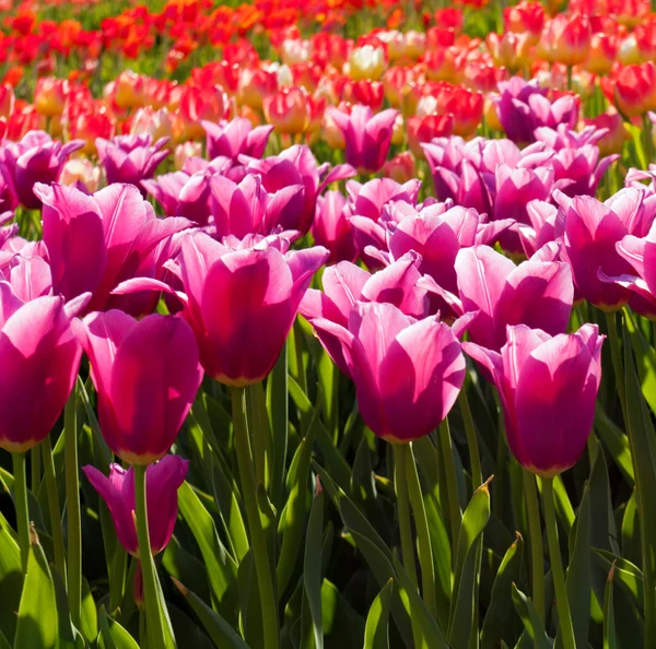 Tulpen veld — Stockfoto