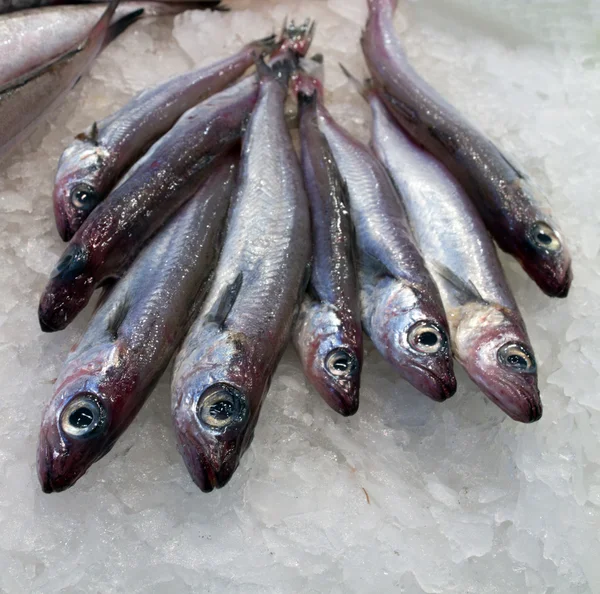 Fish sea food — Stock Photo, Image
