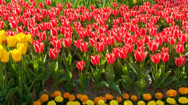 Tulipanes creciendo en el jardín — Foto de Stock