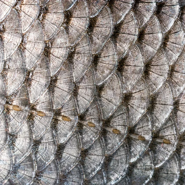 Scales fish — Stock Photo, Image