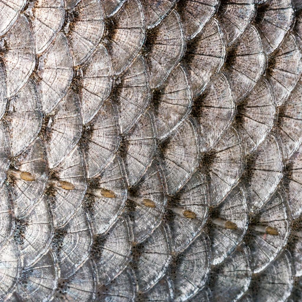 Scales fish — Stock Photo © fotoall 44242579